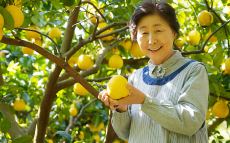 先行予約 訳あり 文旦 7kg （ Lサイズ 以上 ） 7000円 ぶんたん みかん mikan 蜜柑 ミカン 家庭用 産地直送 国産 農家直送 減農薬 糖度 期間限定 数量限定 特産品 ゼリー ジュ