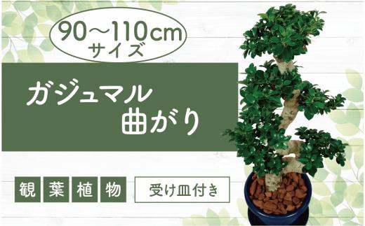 2026年4月下旬～発送【観葉植物】ガジュマル曲がり90cm～110cm 大鉢(T&P/IB057-011) 観葉 植物 インテリア 鉢植え 鉢植 グリーン ガジュマル曲がり 自然 ナチュラル 美しい 清涼感 園芸 室内 オフィス 大鉢 リラックス おしゃれ 鹿児島 指宿 いぶすき インテリアグリーン ガジュマル 風水【配送不可地域：北海道・沖縄県・離島】