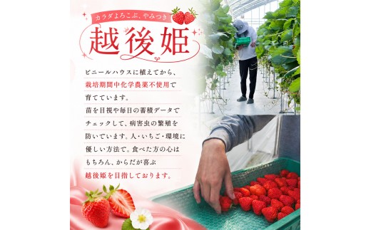 【先行予約｜2027年2月採れ次第出荷開始】いちご 大粒 カラダよろこぶ 越後姫 約400g×1パック (9～15粒入り) 定植後化学農薬不使用 イチゴ 苺 渡辺農園 上越市 新潟県