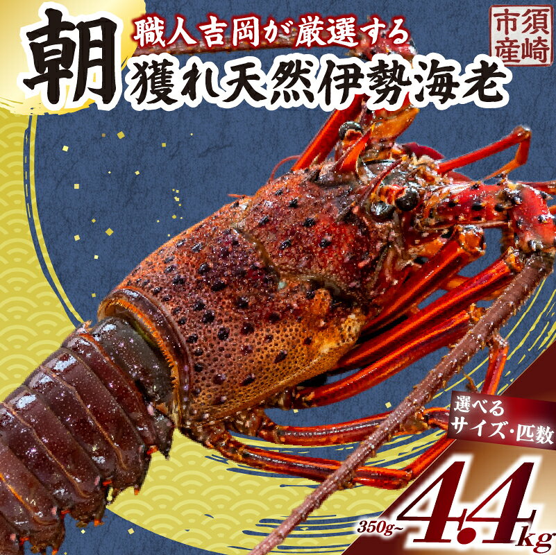【ふるさと納税】 訳あり 朝獲れ 伊勢海老 350g ～ 450g 規格外 わけあり 急速冷凍 冷凍 産地直送 須崎 高知 海鮮 魚介類 イセエビ 海老 えび エビ 伊勢エビ 贅沢 刺身 さしみ いせえび ふるさと納税伊勢海老 ふるさと納税海鮮 匹数 サイズ 選べる 魚介 国産