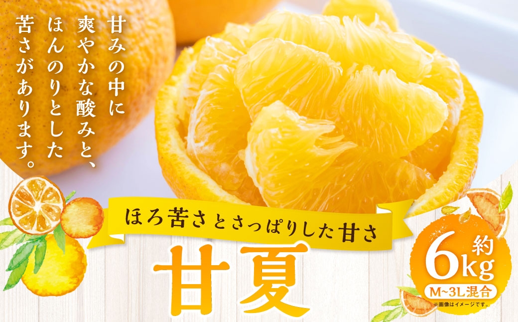 
                  【 ほろ苦さとさっぱりした甘さ 】 甘夏 約6kg みかん ミカン 柑橘 柑橘系 柑橘類 くだもの 果物 フルーツ 果実 果汁 果肉 国産 愛媛県産 【 2027年3月上旬～4月下旬発送予定 】 ( 1092 )
                