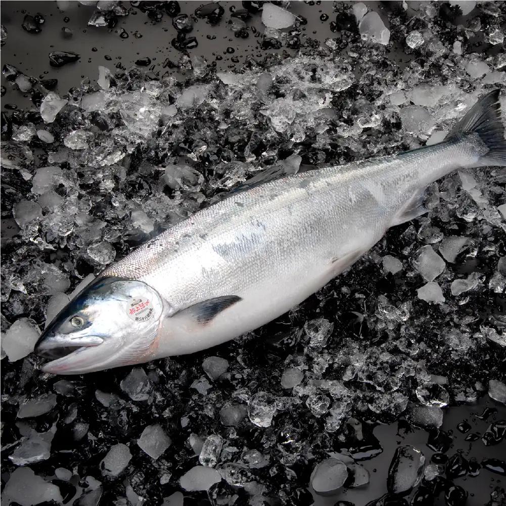 【 7日程度で発送 】 定置網漁法 【 道東産 】 船上活〆トキシラズ 2枚卸切身 約2.5kg 甘塩 時鮭 鮭 さけ サケ シャケ 魚 魚類 魚介 魚介類 おつまみ おかず お惣菜 惣菜 酒の肴 切