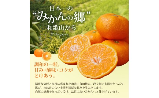 【訳あり みかん 5kg】 訳あり 有田みかん 約5kg サイズ混合 / フルーツ 果物 くだもの 柑橘 みかん ミカン オレンジ 温州ミカン みかん 名産地 甘い みかん ご家庭用 訳ありみかん 蜜