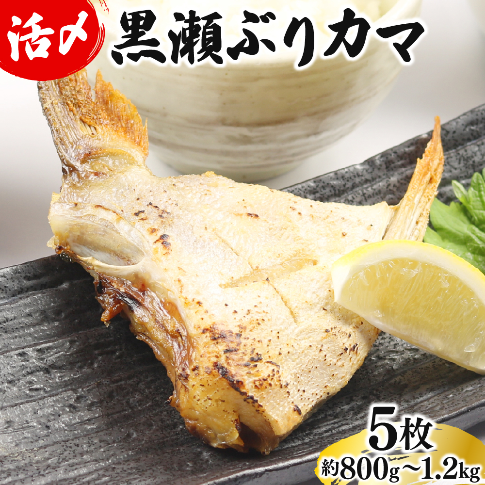 【5月発送】活じめ！黒瀬ぶりカマ（5枚入）（800g～1.2kg前後）