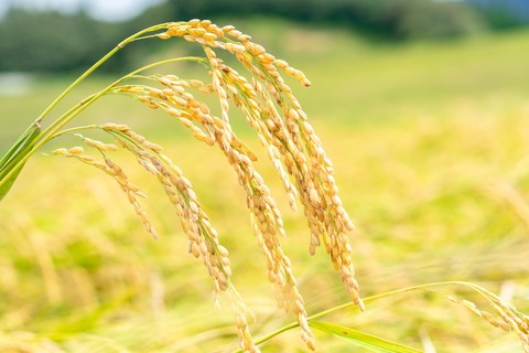 【令和7年産新米・早期受付】四万十清流の自然米　玄米5kg（コシヒカリ） 国産 新米 予約 こしひかり コシヒカリ 5kg 令和7年 2025年 自然米 玄米 げんまい 米 おこめ こめ ご飯 高知 