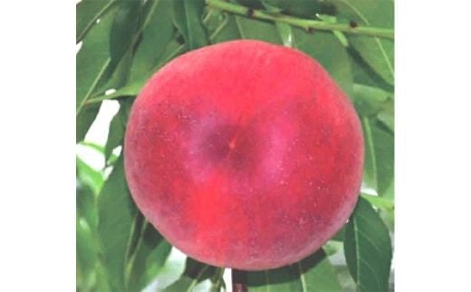 
            No.2626【先行予約　限定30箱】 ふくしまのもも暁美(さとみ) 約1.7kg【2025年発送】
          