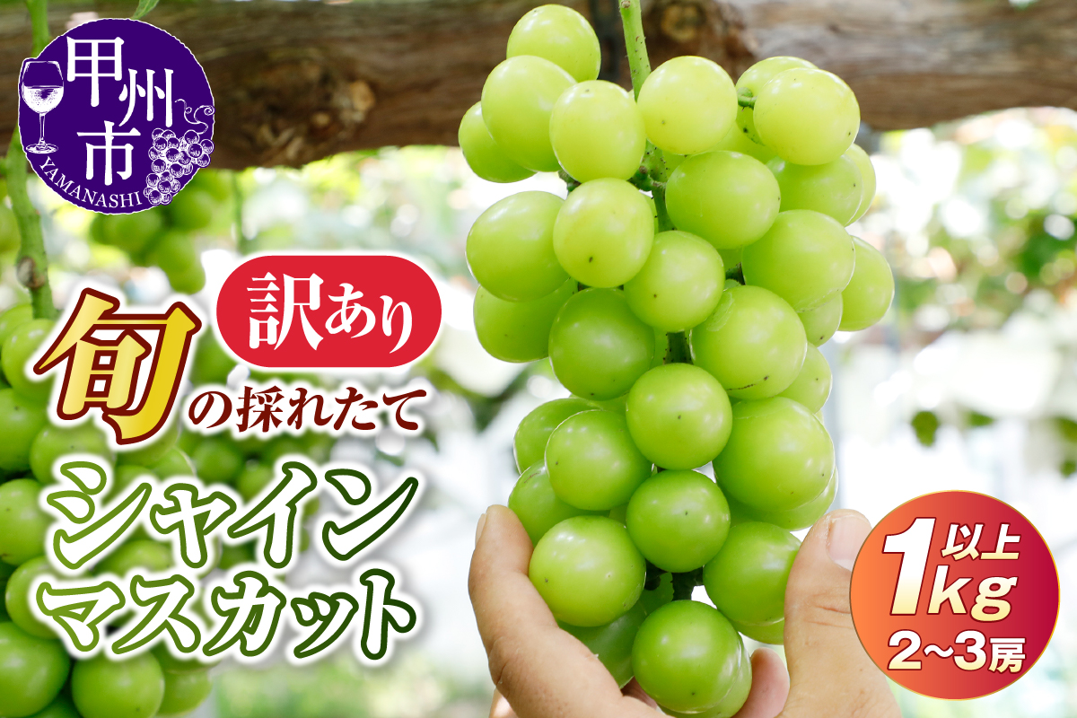 【訳あり】旬の採れたてシャインマスカット 1kg以上 2～3房【2026年発送】（HO）A05-1410