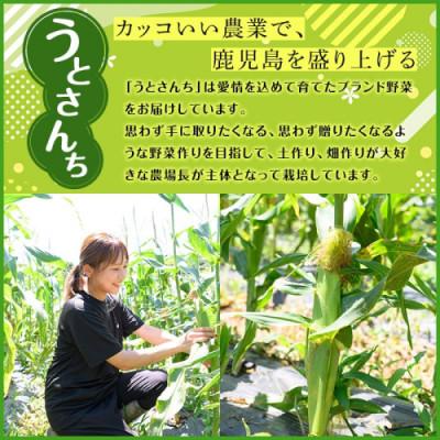 ふるさと納税 阿久根市 スティックセニョール (3kg) 鹿児島県 阿久根市産 ブロッコリー |  | 01