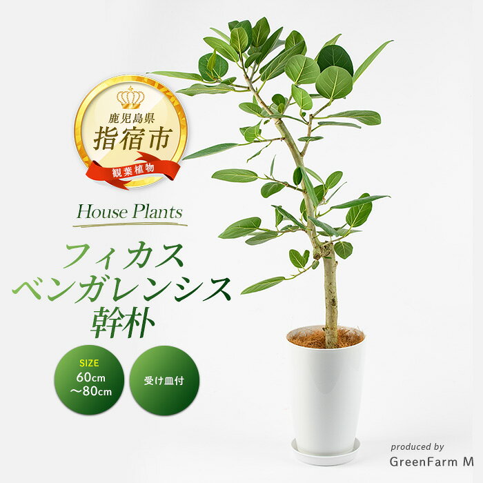 【ふるさと納税】＜2026年9月上旬～発送＞フィカスベンガレンシス幹朴60cm～80cm※北海道・沖縄・離島配送不可※ 観葉植物 鉢 おしゃれ インテリア グリーン 大型【Green Farm M】
