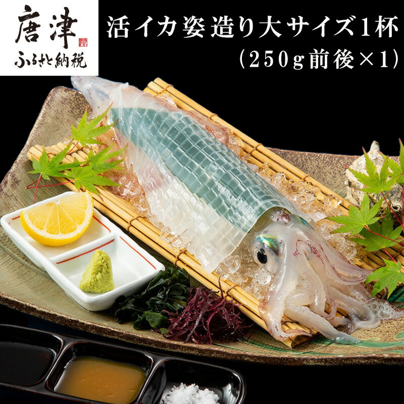 【ふるさと納税】活イカ姿造り大サイズ 1杯(250g前後)！鮮度抜群 捌きたて瞬間冷凍 いか活造り 刺身 簡単 呼子 ギフト