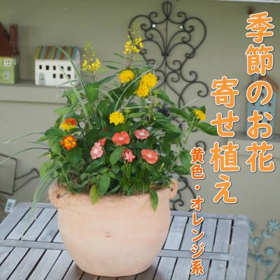 ふるさと納税 朝倉市 季節のお花寄せ植え　花色:黄色・オレンジ系(つぼ丸型25cm)
