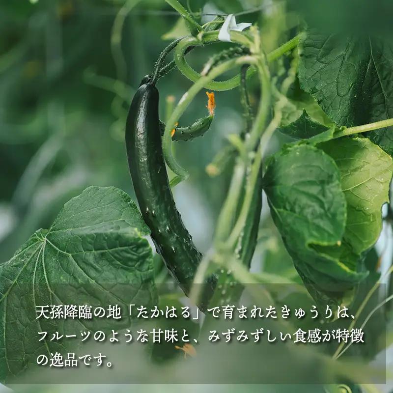 【先行受付10月収穫分】宮崎県高原町産きゅうり5kg（45～60本）　[国産 九州産 サラダ お料理 ワンストップオンライン 10000円]  TF0906-P00082