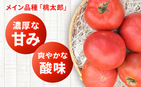 【2026年7月中旬以降順次発送】 トマト 4kg | 野菜 トマト とまと やさい 北海道 産地直送 | 道の駅 真狩フラワーセンター[BPAM078]