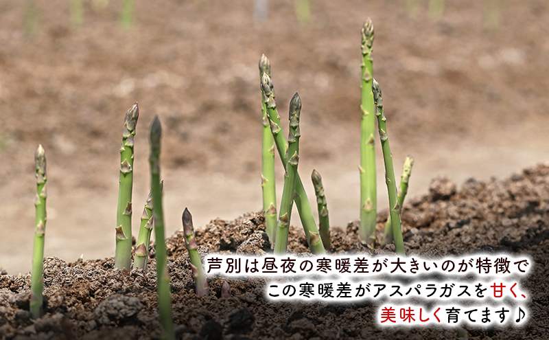 アスパラガス L ～ 2L サイズ 1kg 2026年 発送 芦別RICE つばさ農園 アスパラ グリーンアスパラ 旬 とれたて お取り寄せ 野菜 美味しい 新鮮 北海道 芦別市