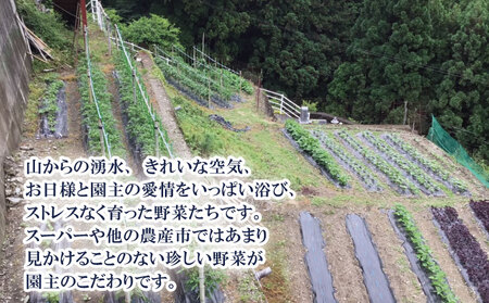 夏野菜 セット 野菜 加工品 詰合せ 野菜 野菜 野菜 野菜 野菜 野菜 野菜