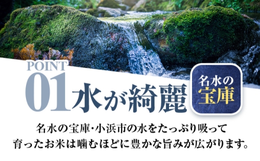 【7月発送】福井県産 いちほまれ 精米 10kg 県産ブランド米 / コメ 白米  米 小浜市 / 梅田東米穀店 [BFEK026]