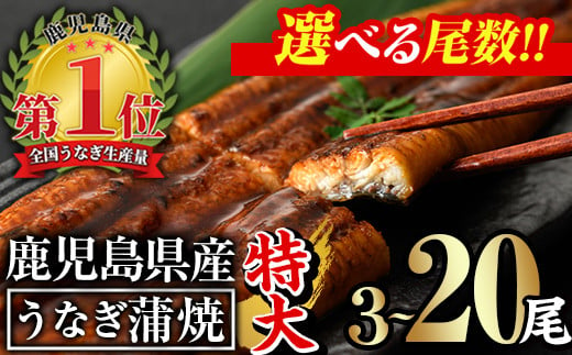 
＜尾数が選べる！＞鹿児島県産うなぎ蒲焼セット＜特大＞(計480g～計3.2kg・ 約160g×6尾～20尾)タレ・山椒付き 鰻 ウナギ 国産【西日本養鰻】
