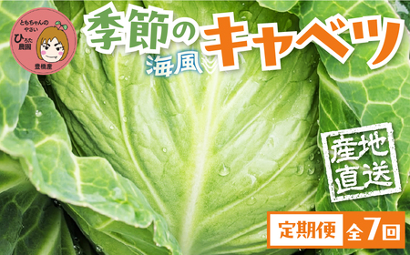 旬のおまかせキャベツ 定期便 ６玉 ７回お届け