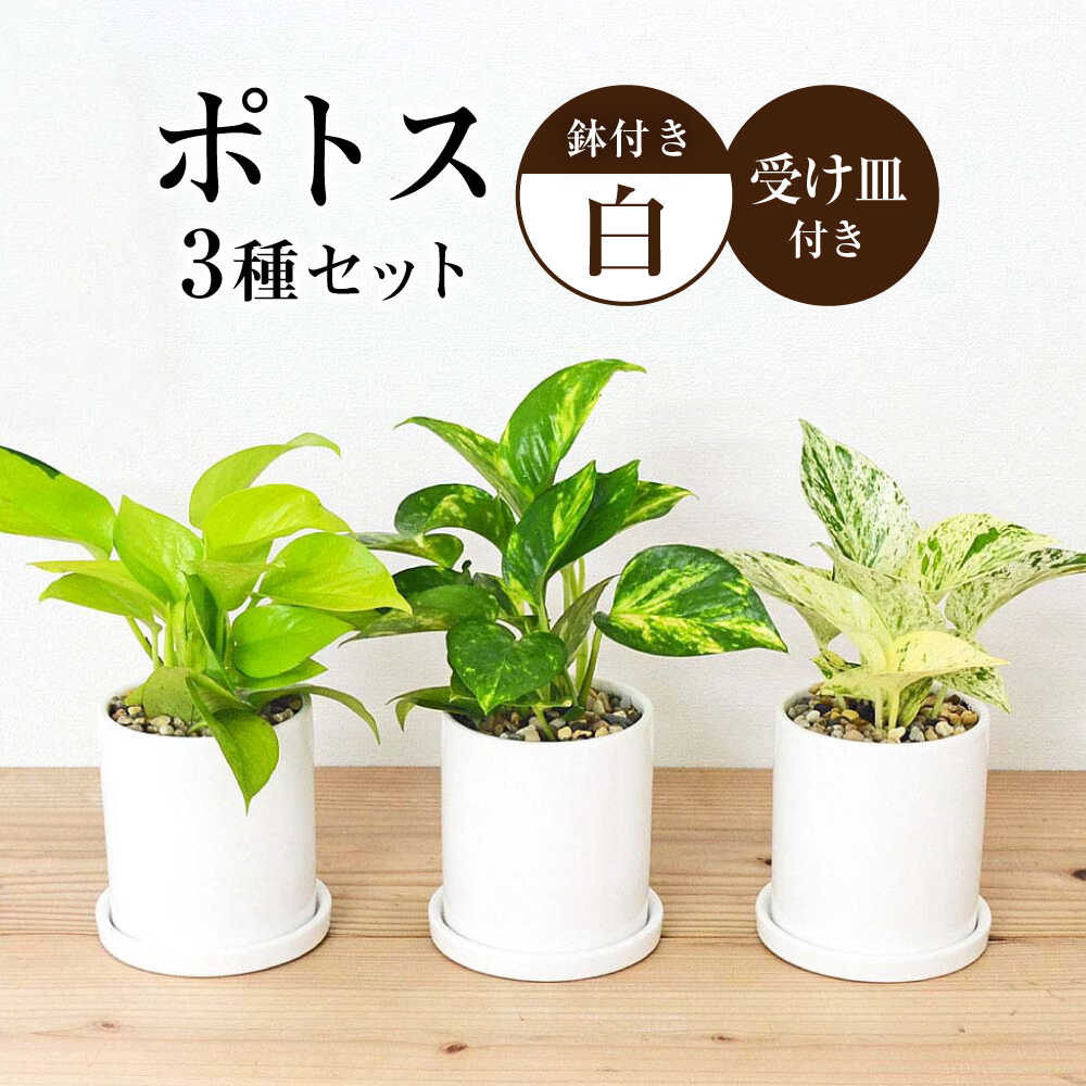 【ふるさと納税】観葉植物 ポトス 3種類 3鉢セット/観葉 観葉植物セット ぽとす 植物 鉢 インテリア おしゃれ プレゼント/大村市/琴花園[ACYK037]