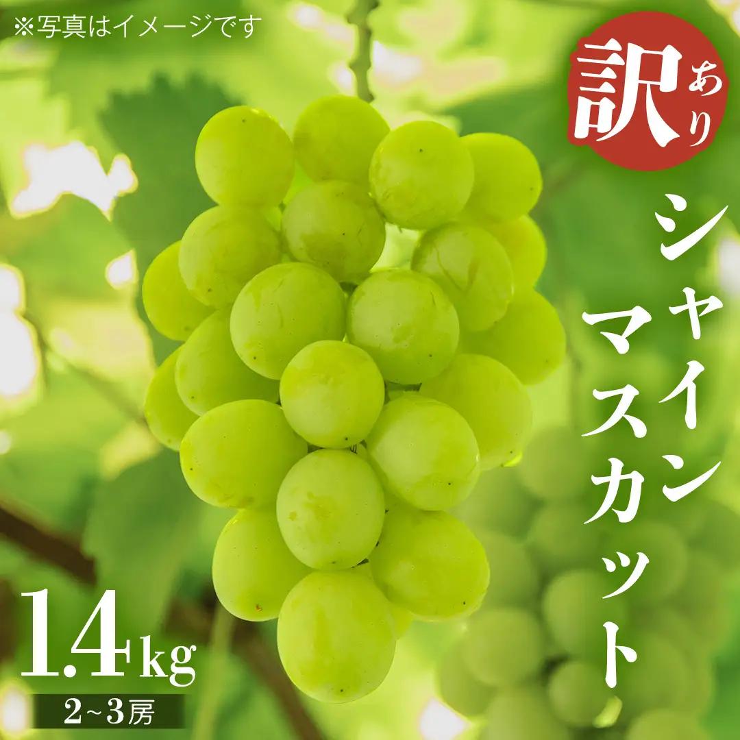 【 2026年9月上旬から発送開始 】 シャインマスカット ご家庭用 1.4kg 以上（ 2房 ～ 3房 ） マスカット ぶどう 葡萄 旬 果物 くだもの フルーツ 訳あり 自宅用 家庭用 数量限定 茨城[BZ001sa]