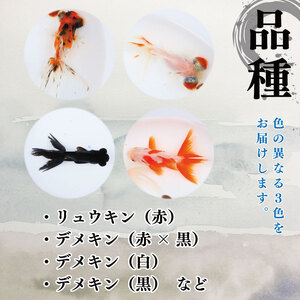 金魚 3色 ミックス 3匹 魚 金魚 金魚 金魚