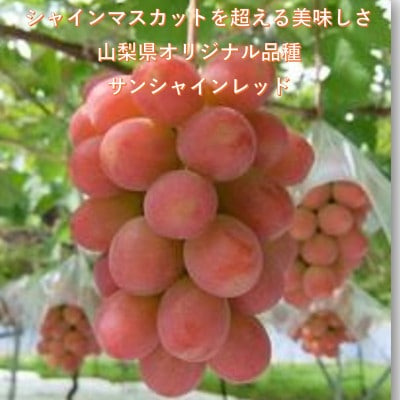 【2026年発送】超希少　牧丘天空の丘ブランド「シャインマスカットファミリーバラエティーセット」【配送不可地域：離島】