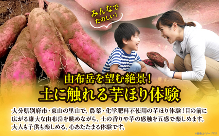 【別府ローケーション抜群】　別府産　蜜いも「紅はるか」芋ほり体験_B188-003