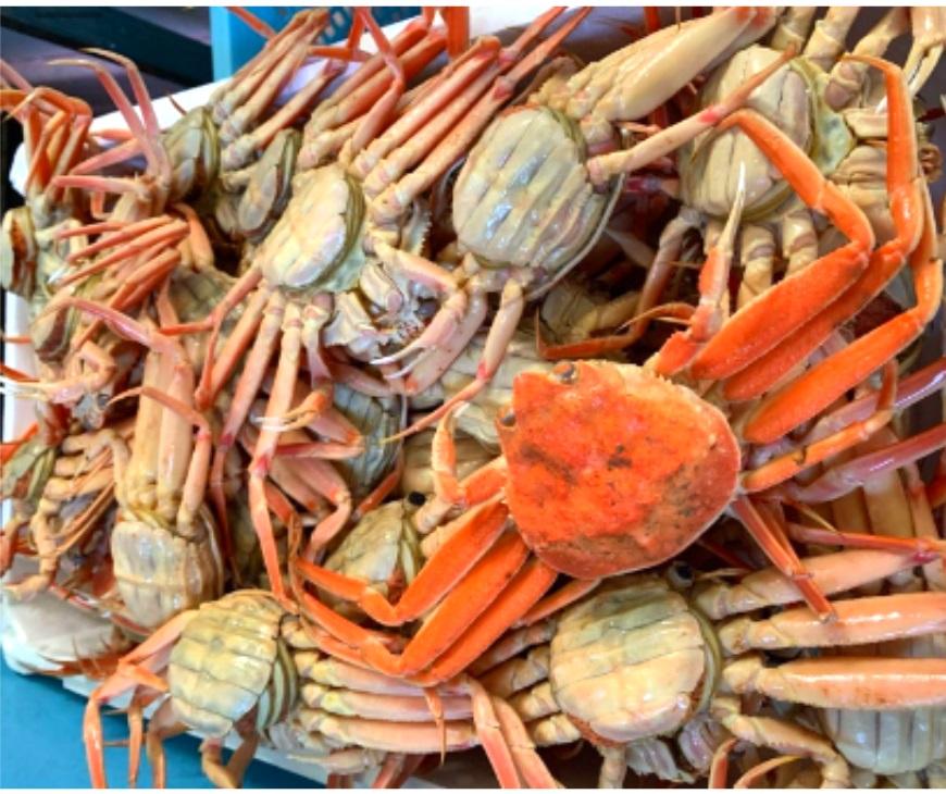 【魚倉】ボイルお任せセコガニ1kgセット