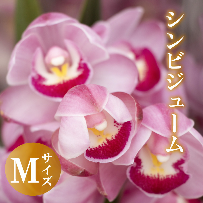 
【12月から発送】シンビジューム 切り花 Mサイズ お花 花 はな フラワー ブーケ 花束 インテリア 鑑賞 洋ラン 鉢 栽培 園芸 ガーデニング 早期予約 KN012
