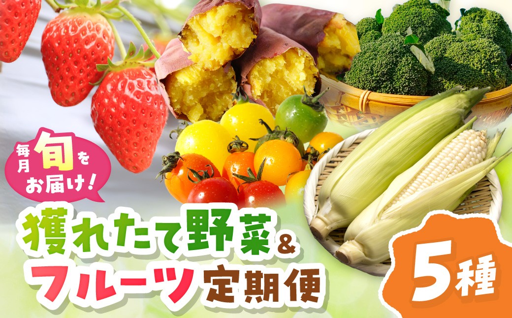 まつみやファーム獲れたて野菜・フルーツ5種定期便 ふるさと納税 果物 くだもの フルーツ ふるーつ 野菜 やさい 芋 穀物 紅はるか さつまいも いちご イチゴ 苺 ホワイトコーン 農家応援 生産者応