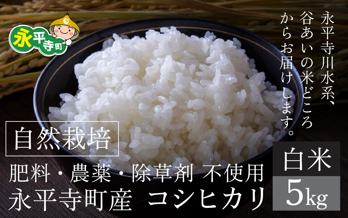 
            【先行予約】【令和７年産 新米】自然栽培米 永平寺町産 コシヒカリ 【白米】５kg　【11月上旬順次配送予定】無農薬 化学肥料  除草剤 不使用 福井県 永平寺
          