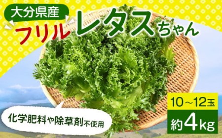 大分県産 フリルレタスちゃん 約4kg (10～12玉) 高原野菜 【2026年10月下旬まで順次発送予定】