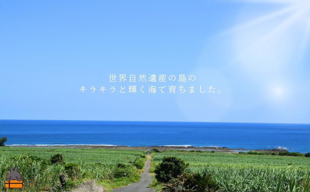 《年末お届けお約束》新鮮なまますぐ冷凍!!徳之島産冷凍伊勢海老1尾（500g~700g） （ 伊勢えび イセエビ 伊勢えび 伊勢エビ えび エビ 海老 鍋 ご馳走 海の幸 料理 焼き 人気 海産物 家