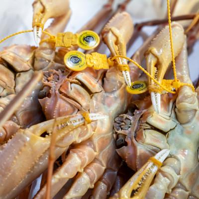 ふるさと納税 小浜市 【年明け以降順次発送】越前がに (ズワイガニ)600g×1杯 |  | 01
