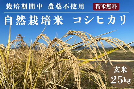 令和7年産 玄米 自然栽培米 亀岡産コシヒカリ 玄米 25kg