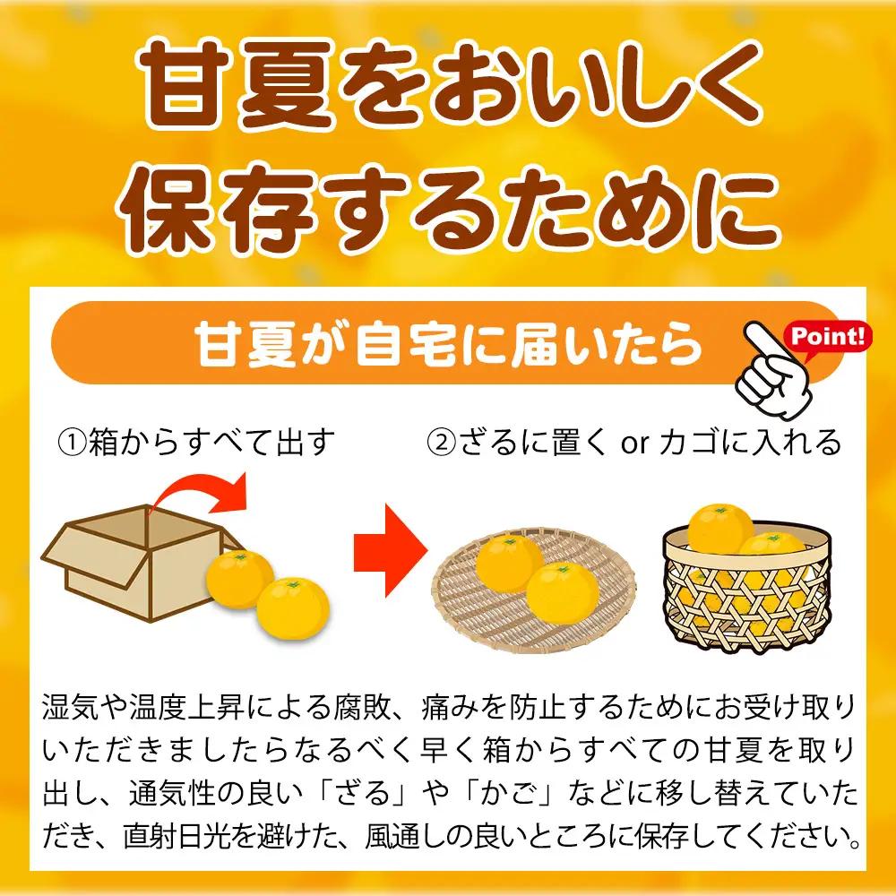【ご家庭用訳あり】紀州有田産 すっきり爽やか 甘夏みかん 8kg  ※2027年3月中旬頃〜3月下旬頃に順次発送予定 / 甘夏 あまなつ みかん ミカン 蜜柑 温州みかん 柑橘 フルーツ 果物 くだも