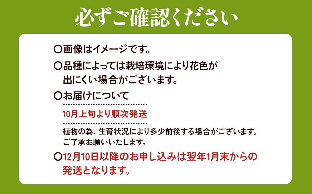 【期間限定】鉄砲ユリ球根白花　16球　花 フラワー 園芸 ガーデニング 植物 高品質 送料無料
