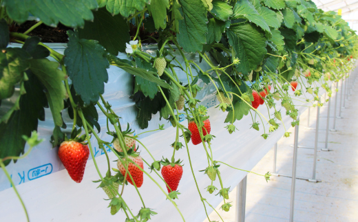 きらぴ香セット(4パック)【配送不可地域：離島・北海道・沖縄県・四国・九州】