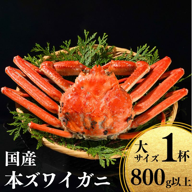 【ふるさと納税】〈先行予約〉本ズワイガニ 800g×1杯 【11月中旬以降発送】 姿 浜茹で 国産 鮮度が命！茹でたて直送 日本海 磯貝鮮魚店 ずわいがに かに 蟹 新潟県 糸魚川産 越後産 高級ガニ 厳選 釜茹 お取り寄せギフト カニみそ カニ味噌 ズワイガニ 姿 冷蔵