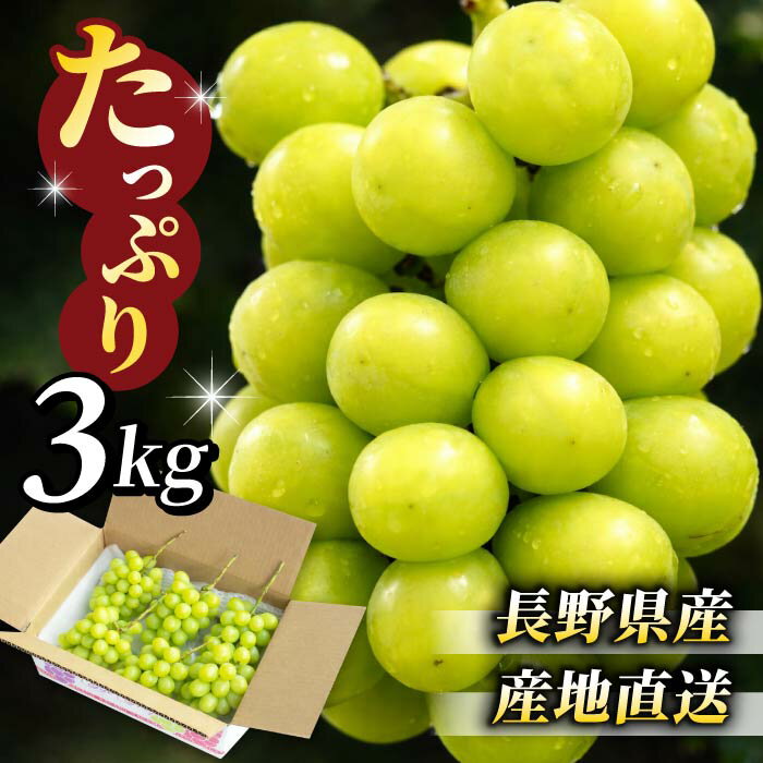 【ふるさと納税】【先行受付2026年発送】東御市産シャインマスカット3kg（5～6房）【2026年9月中旬以降お届け】長野県 長野 人気 ぶどう 贈答用 ギフト フルーツ 果物 おすすめ 厳選 種無し 皮ごと 大粒