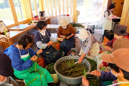 山菜 イタドリ 250g×5袋  冷凍 塩漬け 高知 いたどり 