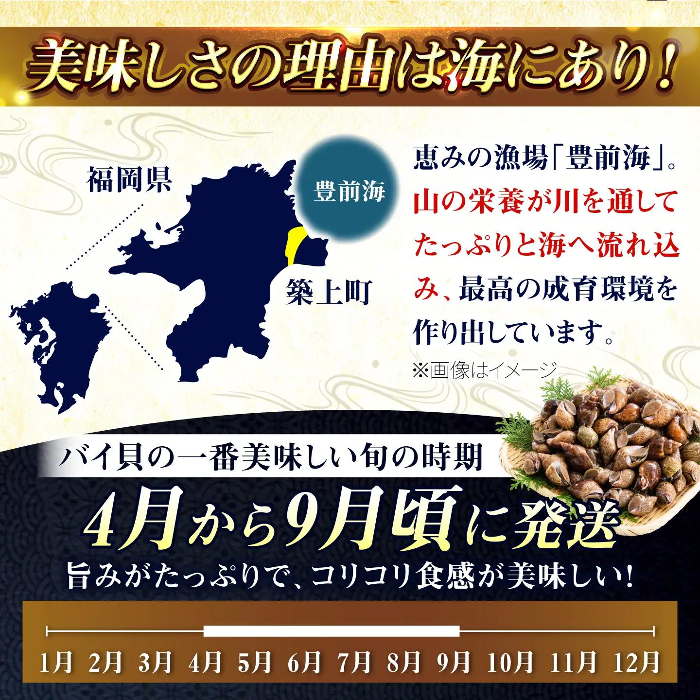 【先行予約】【2026年4月以降順次発送】豊前海産 バイ貝 1kg (20-35個前後) バイガイ 貝 カイ [ABCB004] 