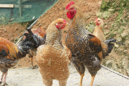 熊ヤン媛っこ地鶏のBBQセット