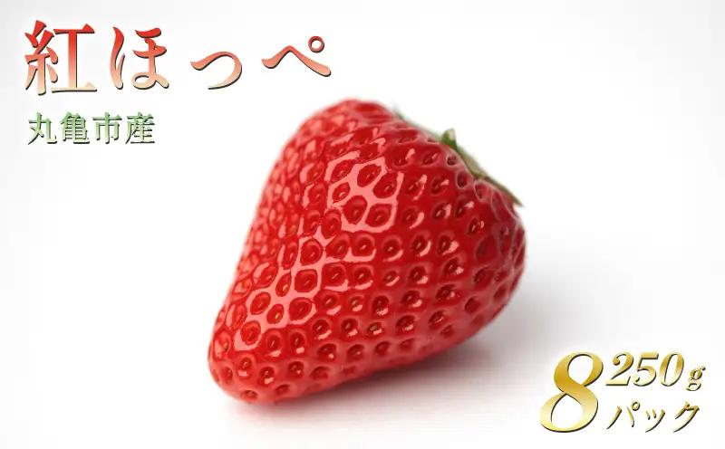 【2027年2月上旬以降発送予定】 いちご 紅ほっぺ 約2kg (250g✕8パック)  いちご