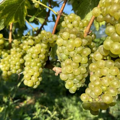 ふるさと納税 佐倉市 【数量限定】佐倉産初!ワイン　厳選3本セット　赤・白・オレンジワイン |  | 02