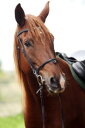 【ふるさと納税】乗馬クラブFRTの体験乗馬チケット（022_5001）