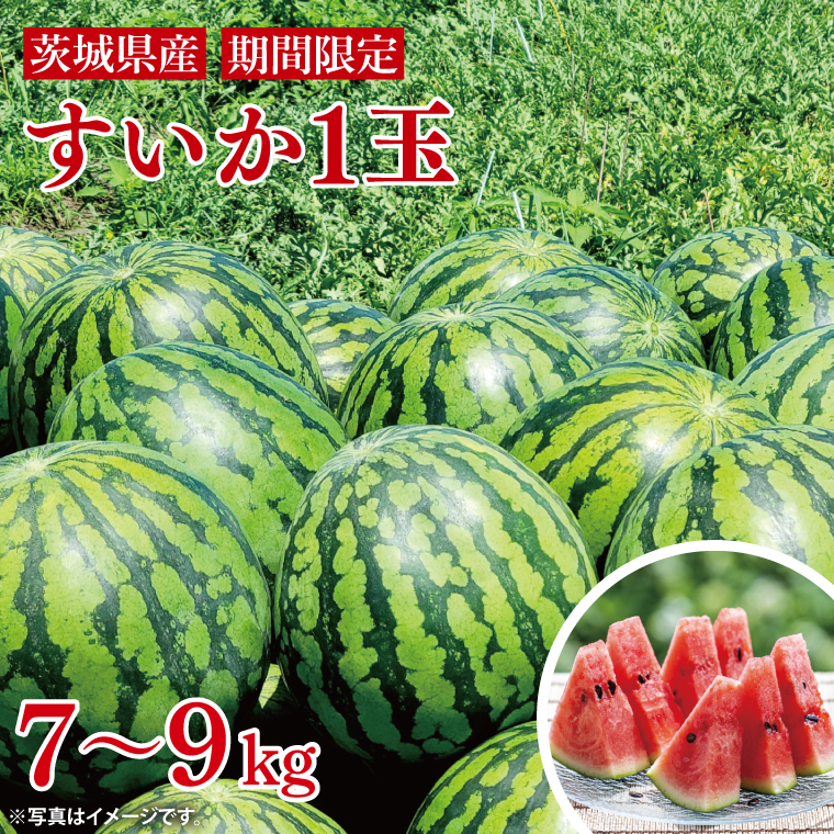 【先行予約】西瓜 7kg～9kg（1玉入）【山崎農園】（2025年5月下旬～7月中旬頃にお届け）【茨城県 阿見町 スイカ 1玉 すいか 西瓜 果物 くだもの フルーツ 国産 甘い 送料無料】（70-01-1）