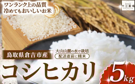 ※11月配送分【令和7産米】倉吉市産 コシヒカリ 5kg （ 大江農場 数量限定 令和7年産米 精米 お米 米 こめ コメ 白米 こしひかり コシヒカリ ブランド米 ）