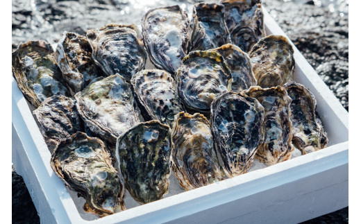 【予約商品】牡蠣　広島　殻付き牡蠣（13個～15個）　矢野水産【配送不可：離島】【配送時期：2027年1月上旬～2027年4月上旬】