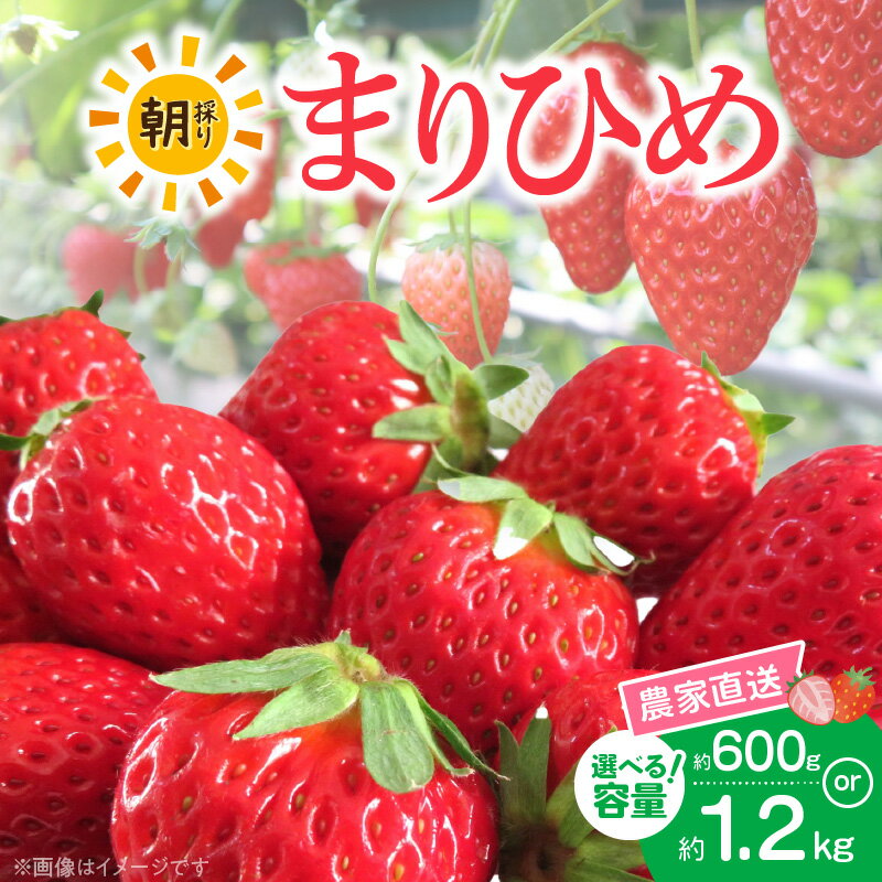 【ふるさと納税】【2026年先行予約】高評価★4.67 朝摘み 完熟 まりひめ いちご 選べる 容量 約600g 約1200g 章姫 さちのか 交配 和歌山県オリジナル 品種 芳醇 香り みずみずしい 濃厚 甘み 農家直送 フルーツ 果物 お取り寄せ お取り寄せフルーツ 和歌山県 湯浅町 送料無料